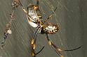 Nephila_plumipes_D4179_Z_86_Alexandra hills Brisbane_Australie